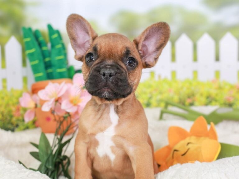 French Bulldog
