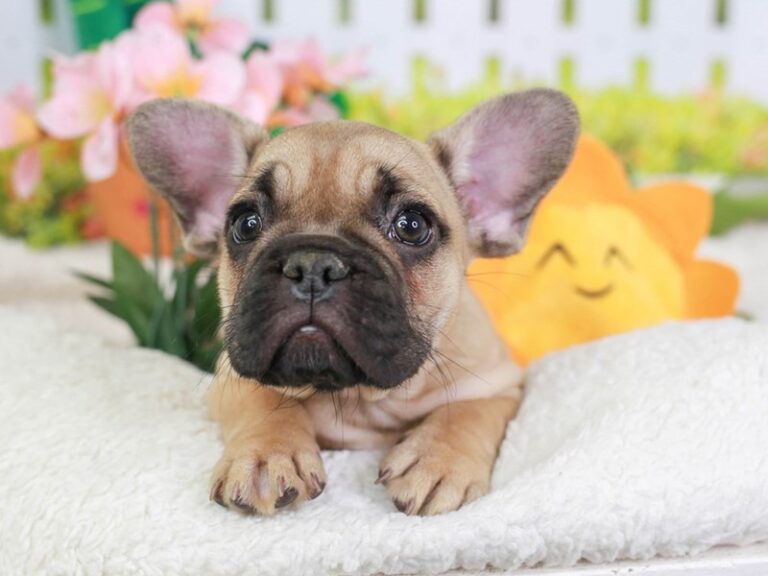 French Bulldog