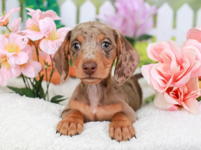 Dachshund