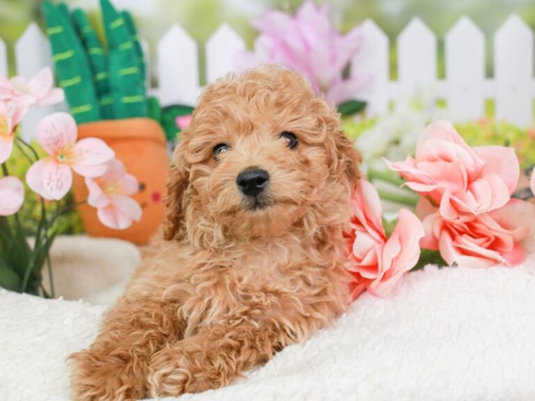 Mini Goldendoodle