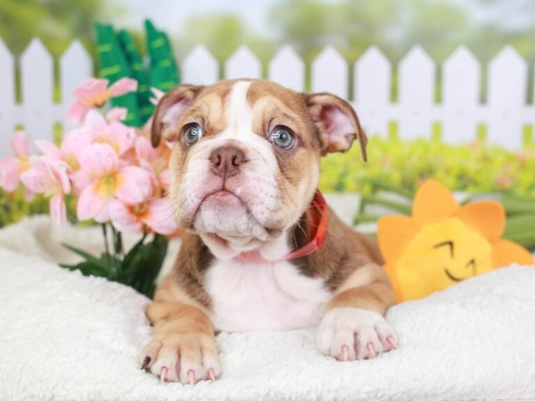 English Bulldog