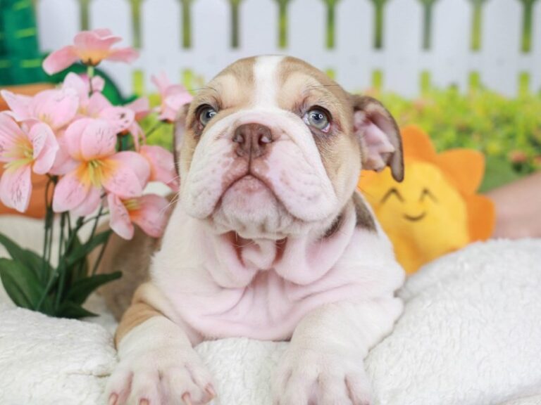 English Bulldog