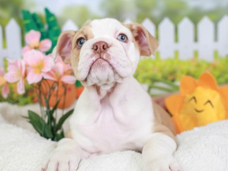 English Bulldog