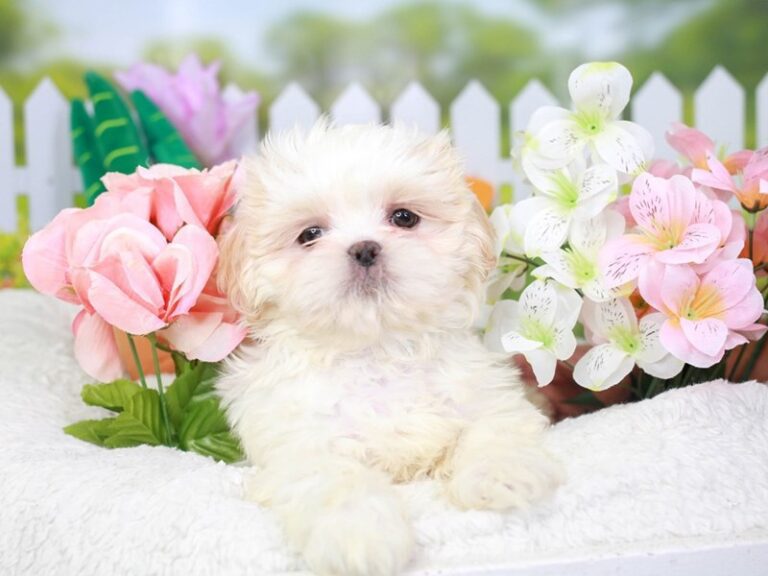 Shih Tzu