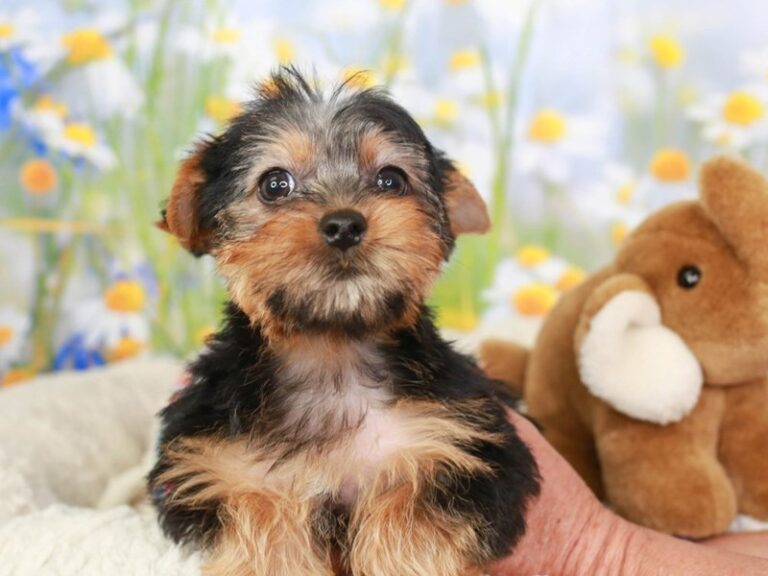 Yorkshire Terrier