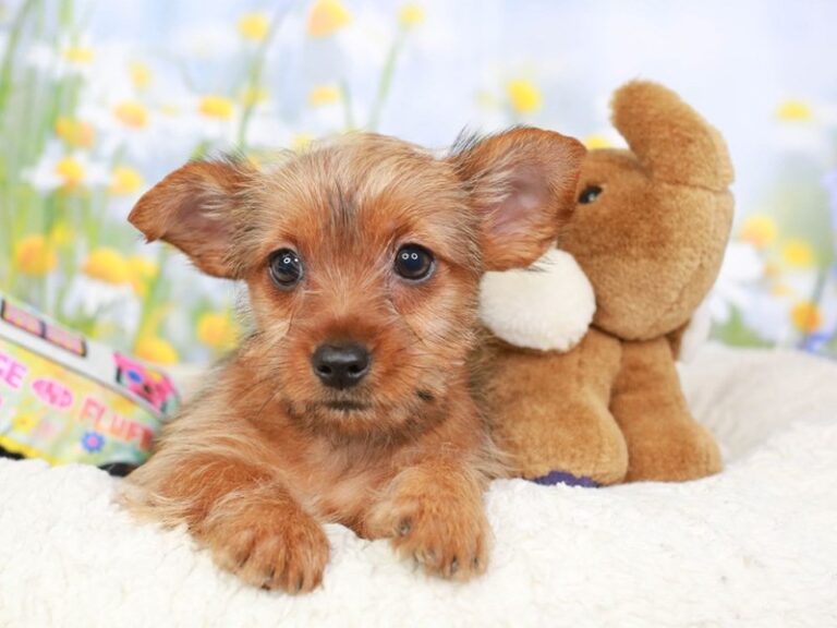 Yorkshire Terrier