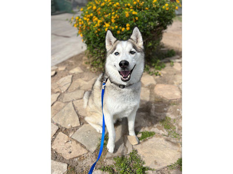 Siberian Husky-Male-BLACK/WHITE-3616727-Animal Kingdom | Puppies N Love