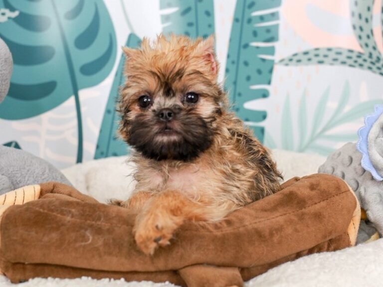 Brussels Griffon