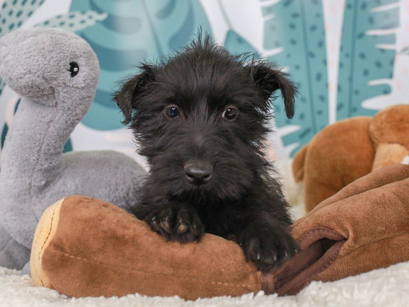 Scottish Terrier-Female-Blk-3623943-Animal Kingdom | Puppies N Love