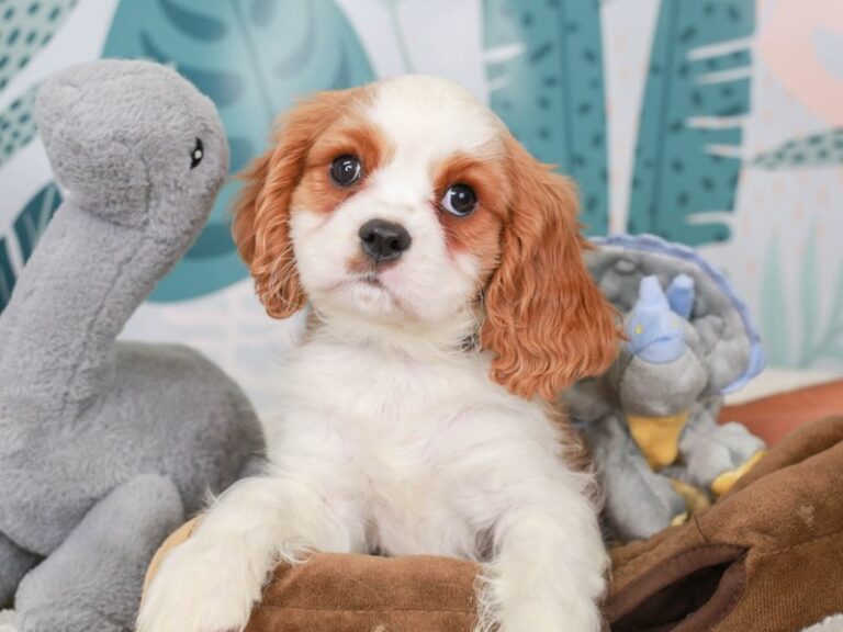 Cavalier King Charles