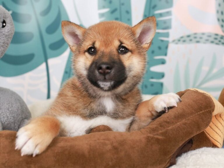 Shiba Inu