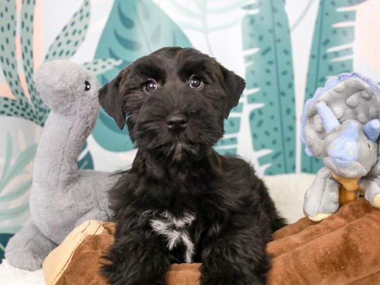 Mini Schnauzer