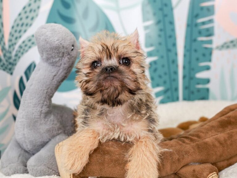Brussels Griffon