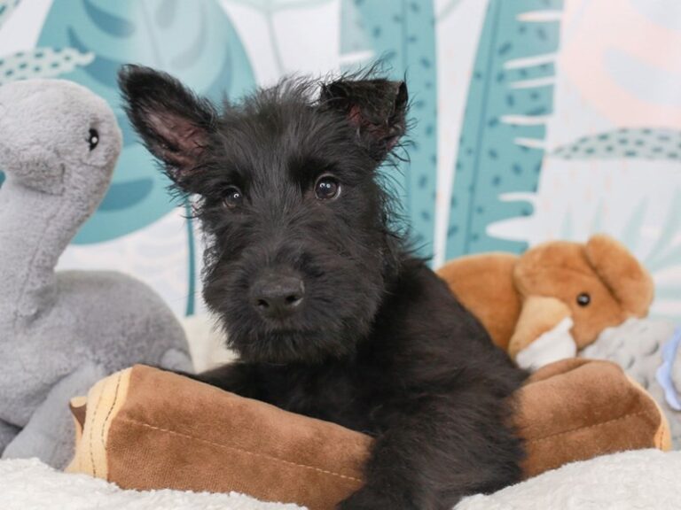 Scottish Terrier