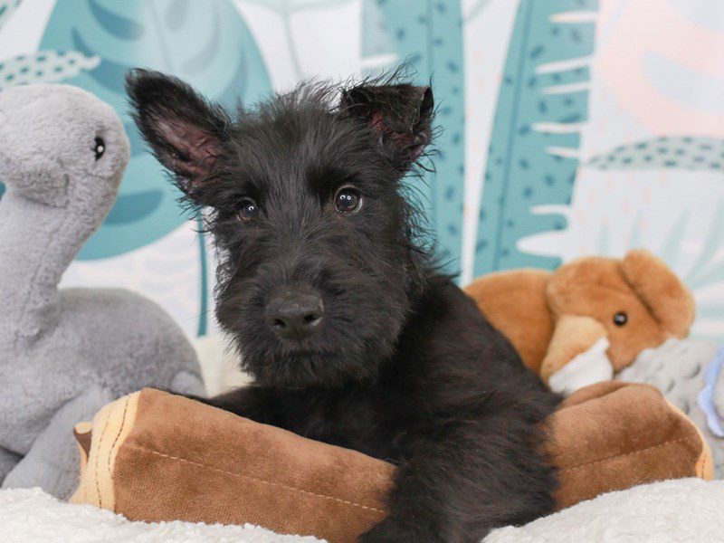 Scottish Terrier-Male-Blk-3623942-Animal Kingdom | Puppies N Love