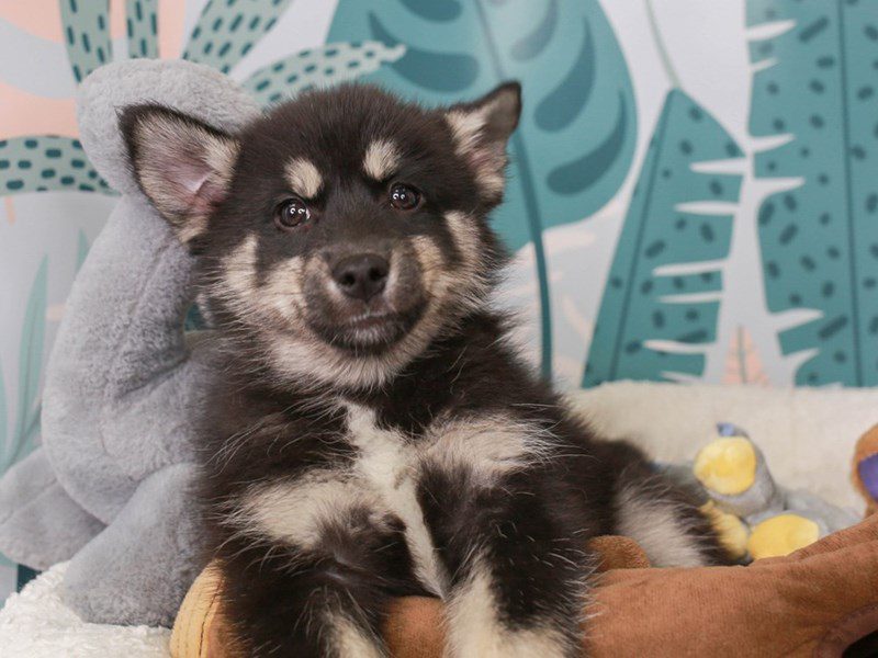 Pomsky-Male-blk & tn wh mkgs-3624096-Animal Kingdom | Puppies N Love