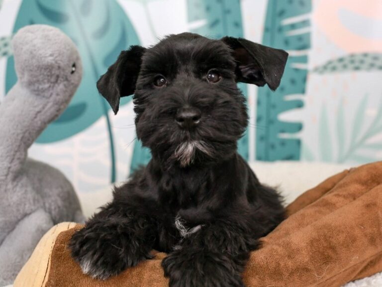 Mini Schnauzer