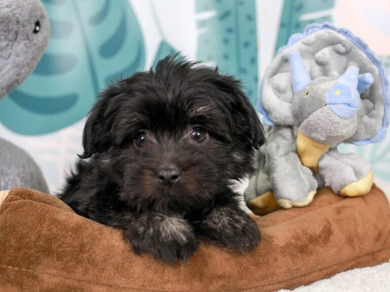 Havanese