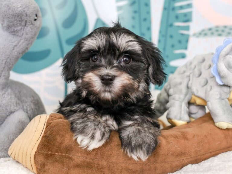 Havanese