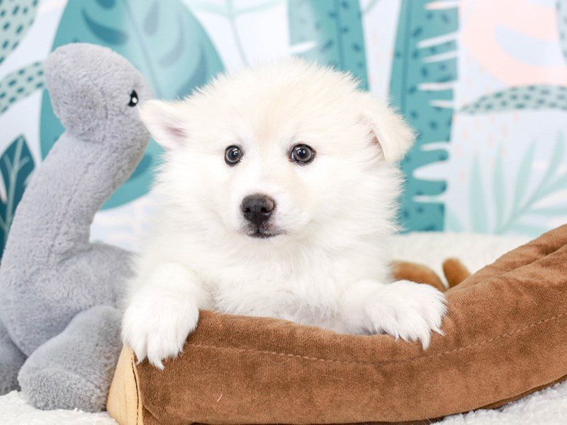 American Eskimo-Female-white-3623738-Animal Kingdom | Puppies N Love