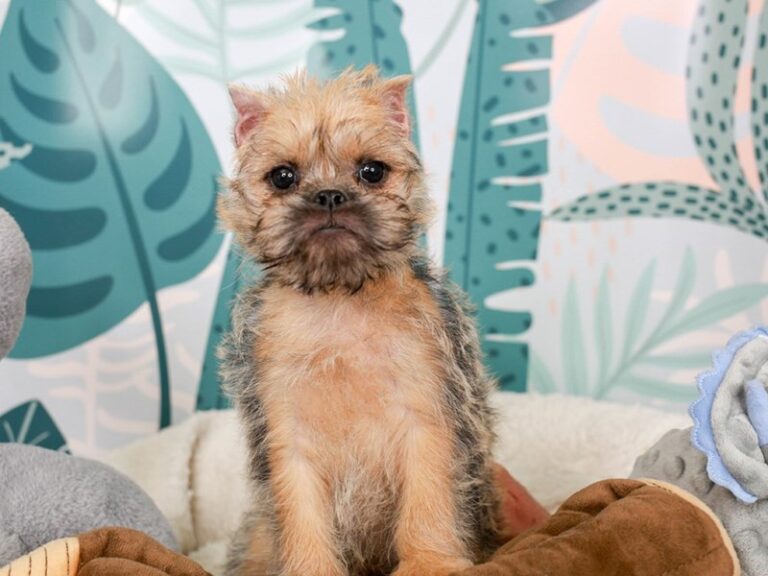 Brussels Griffon