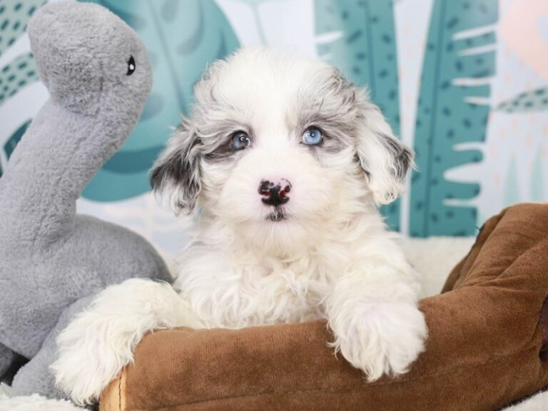 Mini Sheepadoodle
