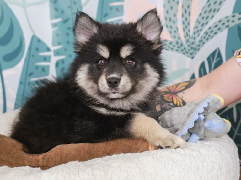 Pomsky