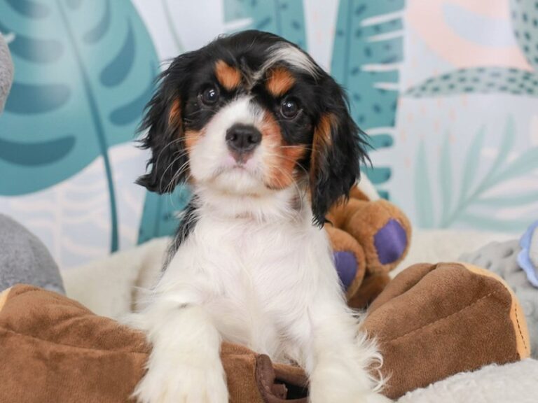 Cavalier King Charles