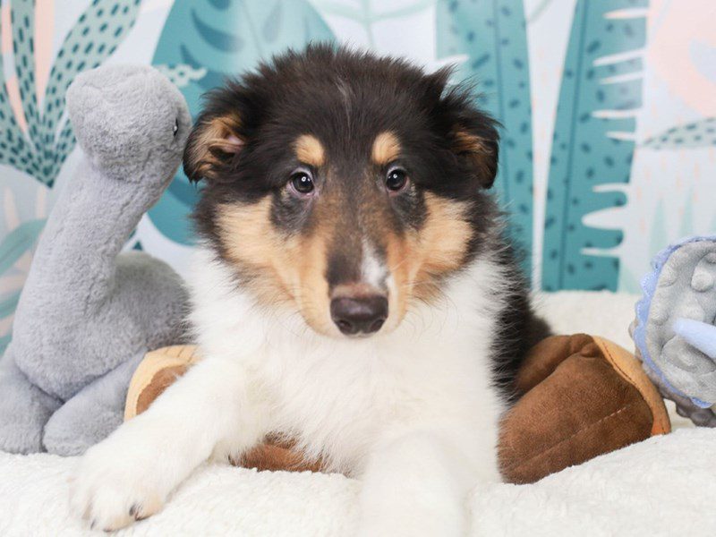 Collie-Male-Black White and Tan-3622788-Animal Kingdom | Puppies N Love