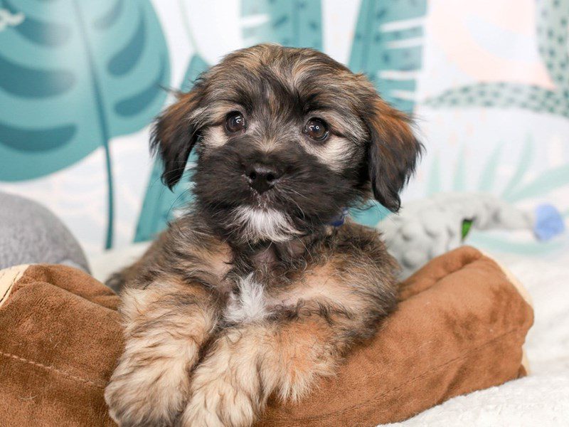 Hava Apso-Male-Gray Sable-3623708-Animal Kingdom | Puppies N Love