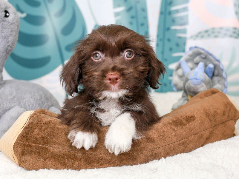 Hava Apso-Female-Choc Wh-3623712-Animal Kingdom | Puppies N Love