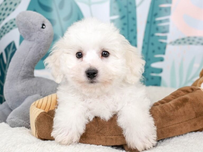 Bichon Frise