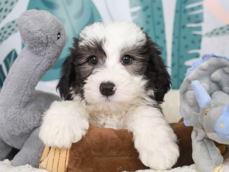 Mini Sheepadoodle