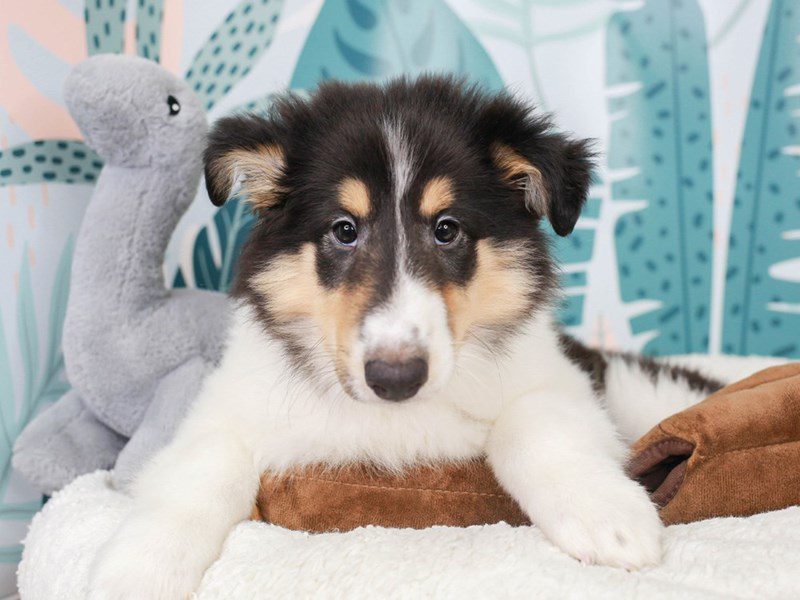 Collie-Female-Black White and Tan-3622790-Animal Kingdom | Puppies N Love