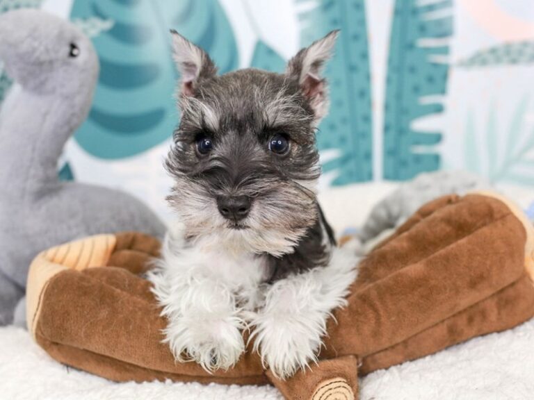 Mini Schnauzer