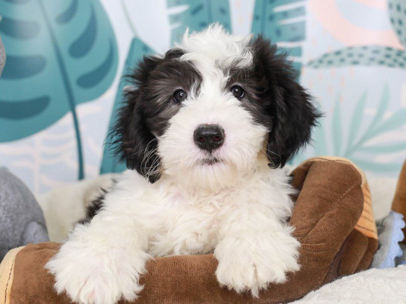 Mini Sheepadoodle-Male-BLK WHT-3623781-Animal Kingdom | Puppies N Love