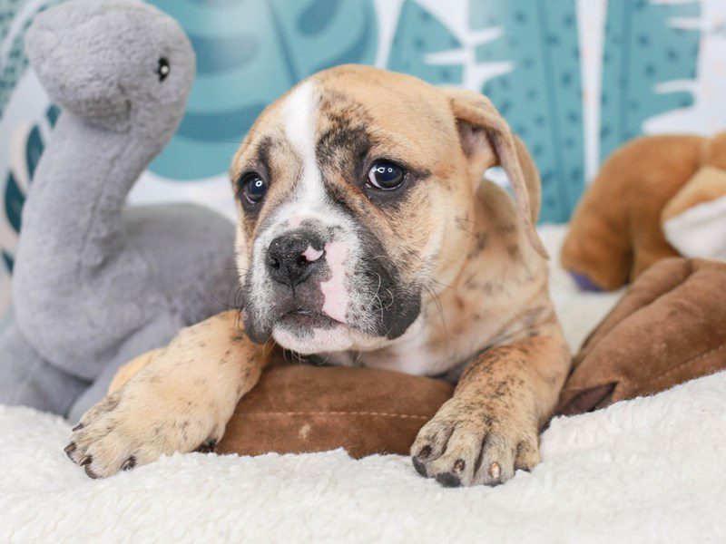 Olde English Bulldog-Male-brindle-3624025-Animal Kingdom | Puppies N Love