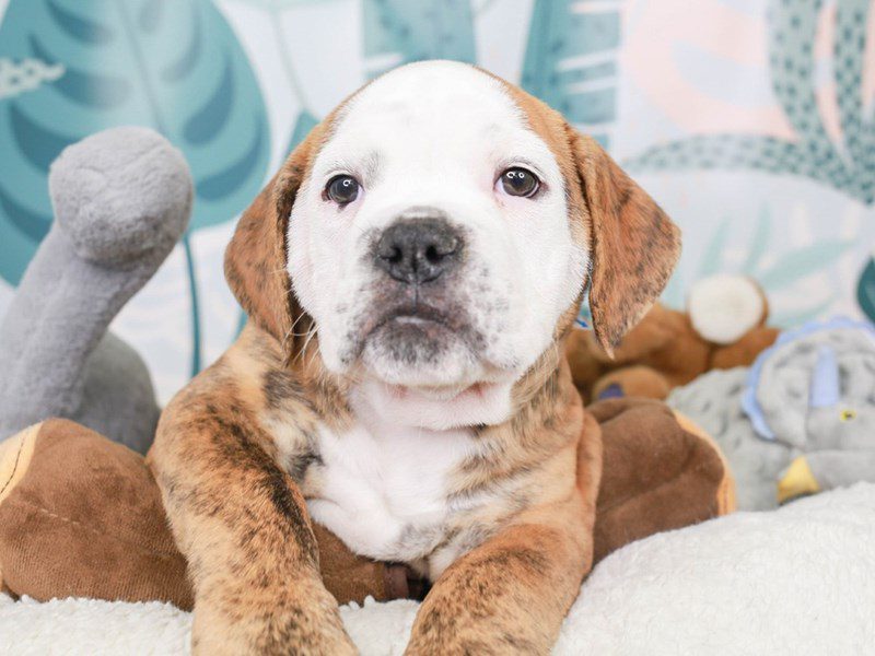 Olde English Bulldog-Male-brindle-3624026-Animal Kingdom | Puppies N Love