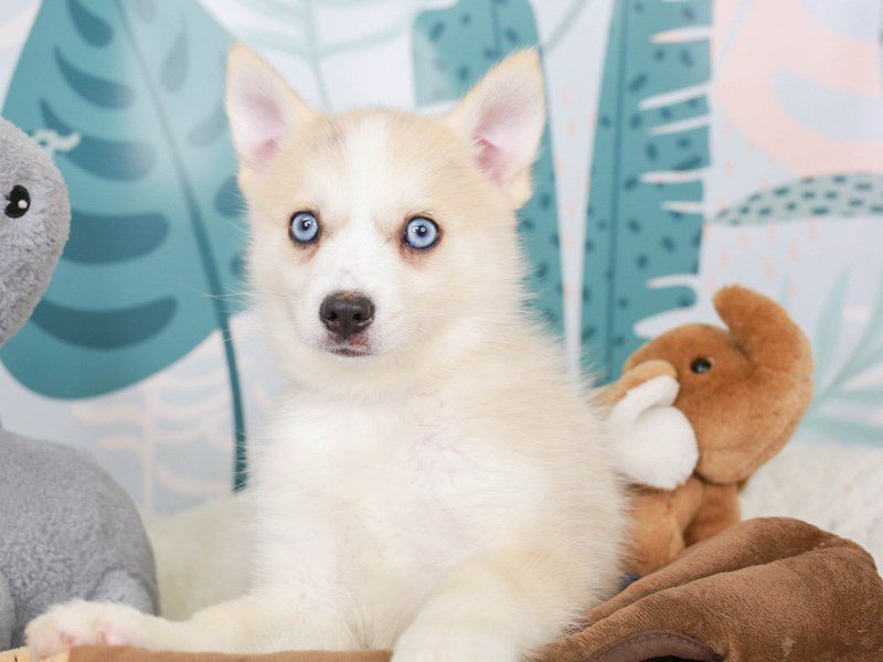 Pomsky-Female-tn mrl mkgs-3624097-Animal Kingdom | Puppies N Love