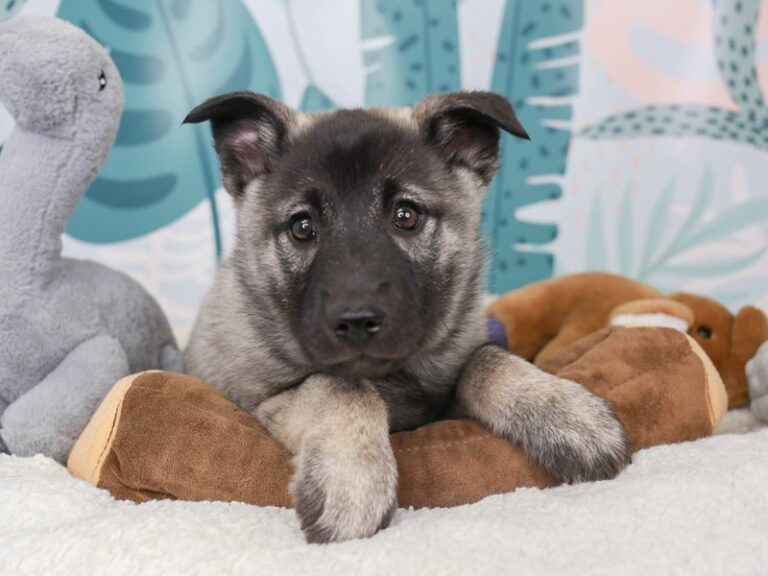 Norwegian Elkhound