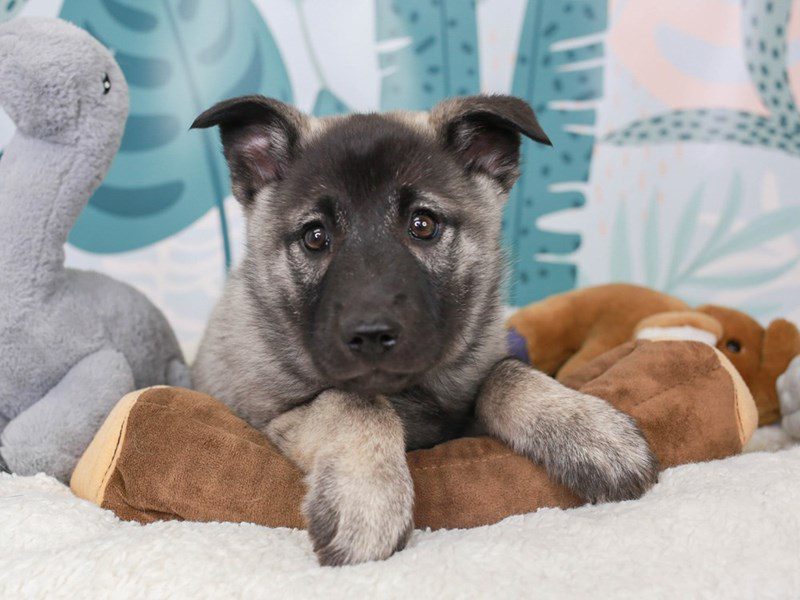 Norwegian Elkhound-Male-gr blk & slvr-3624120-Animal Kingdom | Puppies N Love