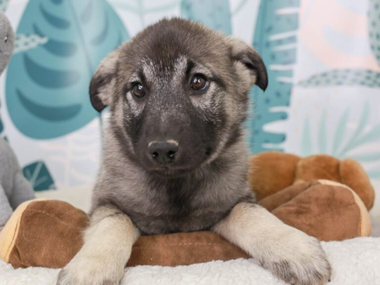 Norwegian Elkhound