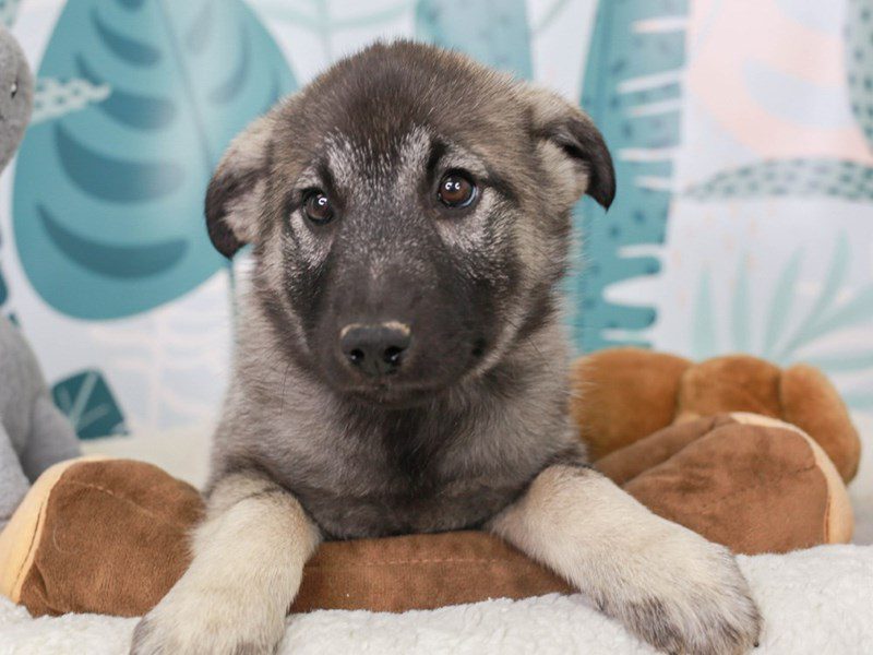 Norwegian Elkhound-Female-gr blk & slvr-3624121-Animal Kingdom | Puppies N Love