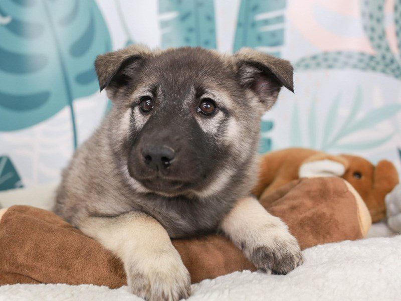 Norwegian Elkhound-Female-gr blk & slvr-3624122-Animal Kingdom | Puppies N Love