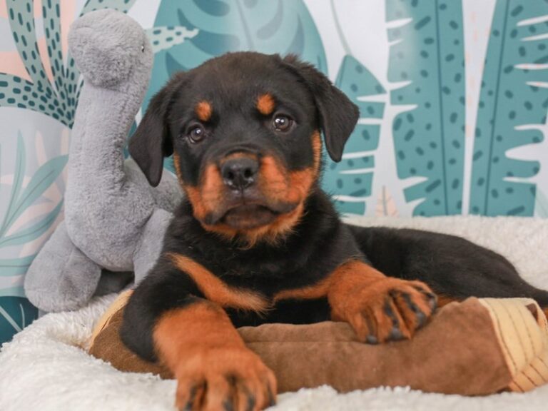 Rottweiler