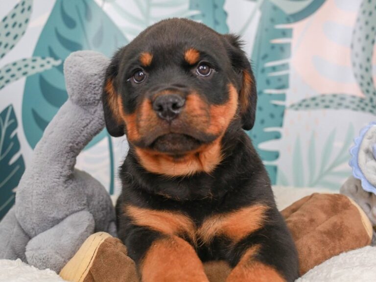 Rottweiler