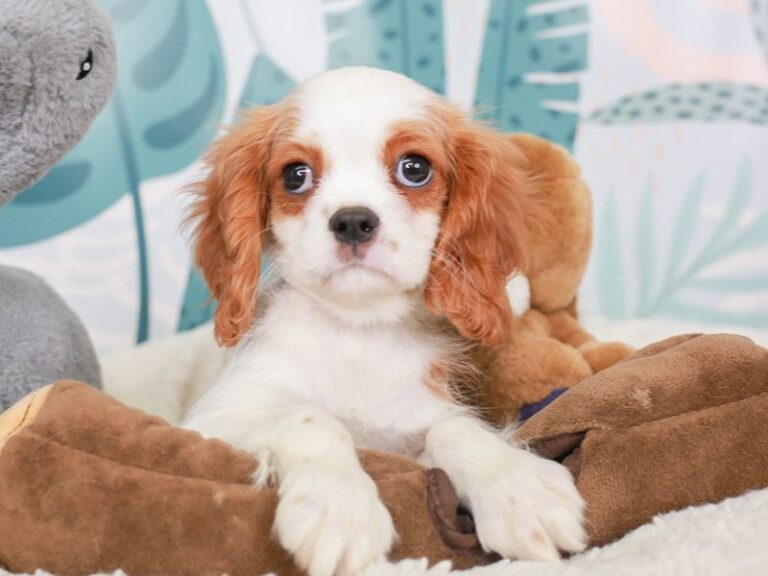Cavalier King Charles