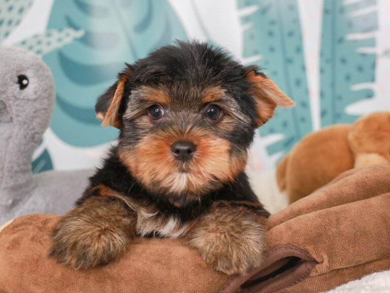 Yorkshire Terrier