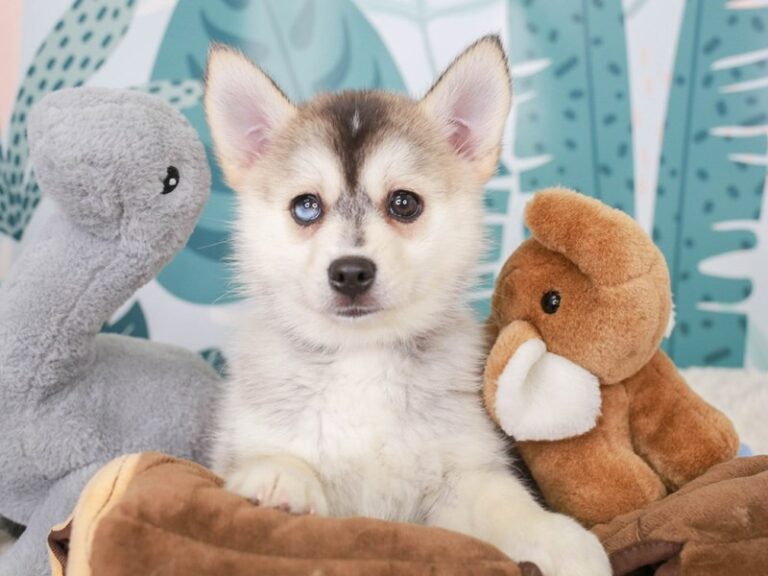 Pomsky