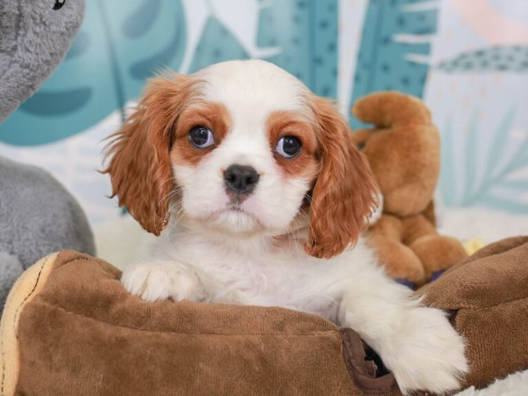 Cavalier King Charles